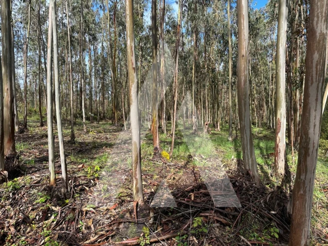 Terreno para Venda em Marrazes e Barosa Foto 6