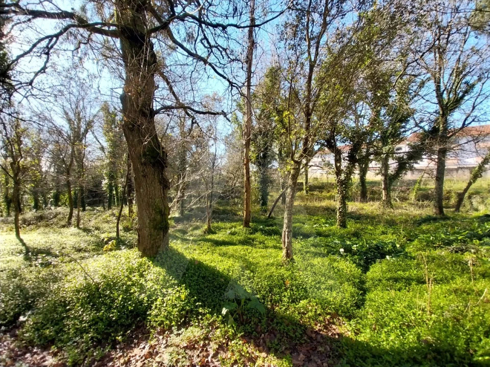 Terreno para Venda em Albergaria-A-Velha e Valmaior Foto 5