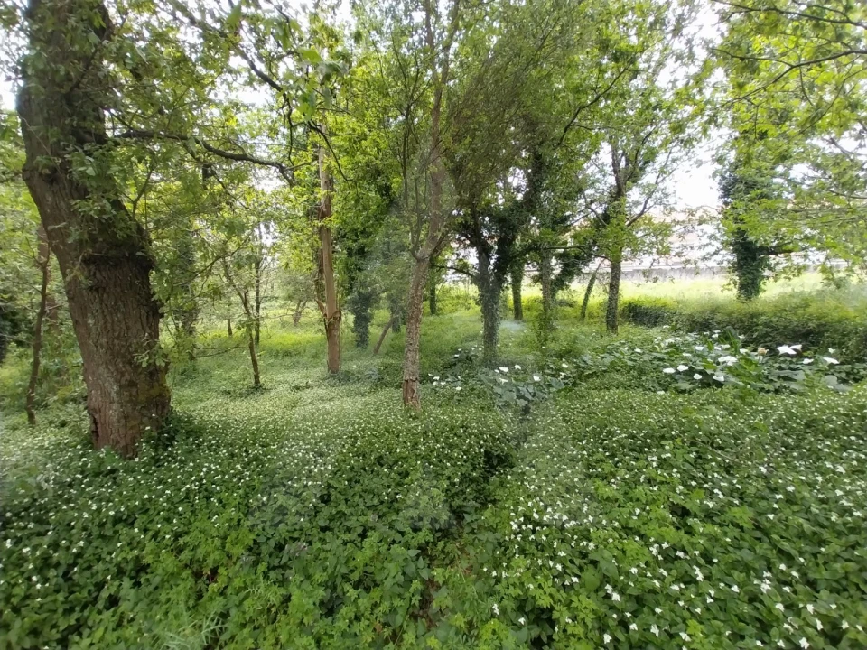 Terreno para Venda em Albergaria-A-Velha e Valmaior Foto 10