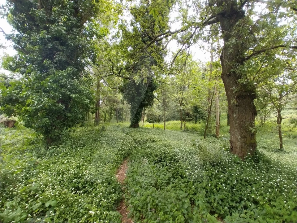 Terreno para Venda em Albergaria-A-Velha e Valmaior Foto 11