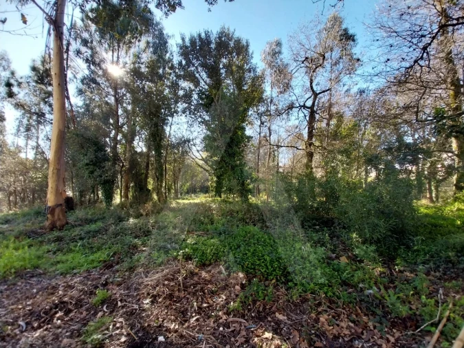 Terreno para Venda em Albergaria-A-Velha e Valmaior Foto 6