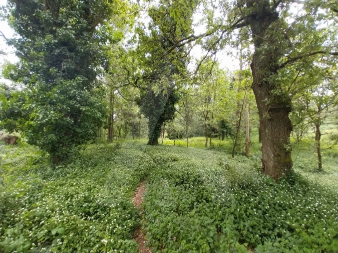 Terreno para Venda em Albergaria-A-Velha e Valmaior Foto 11