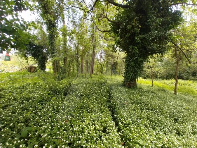 Terreno para Venda em Albergaria-A-Velha e Valmaior Foto 12