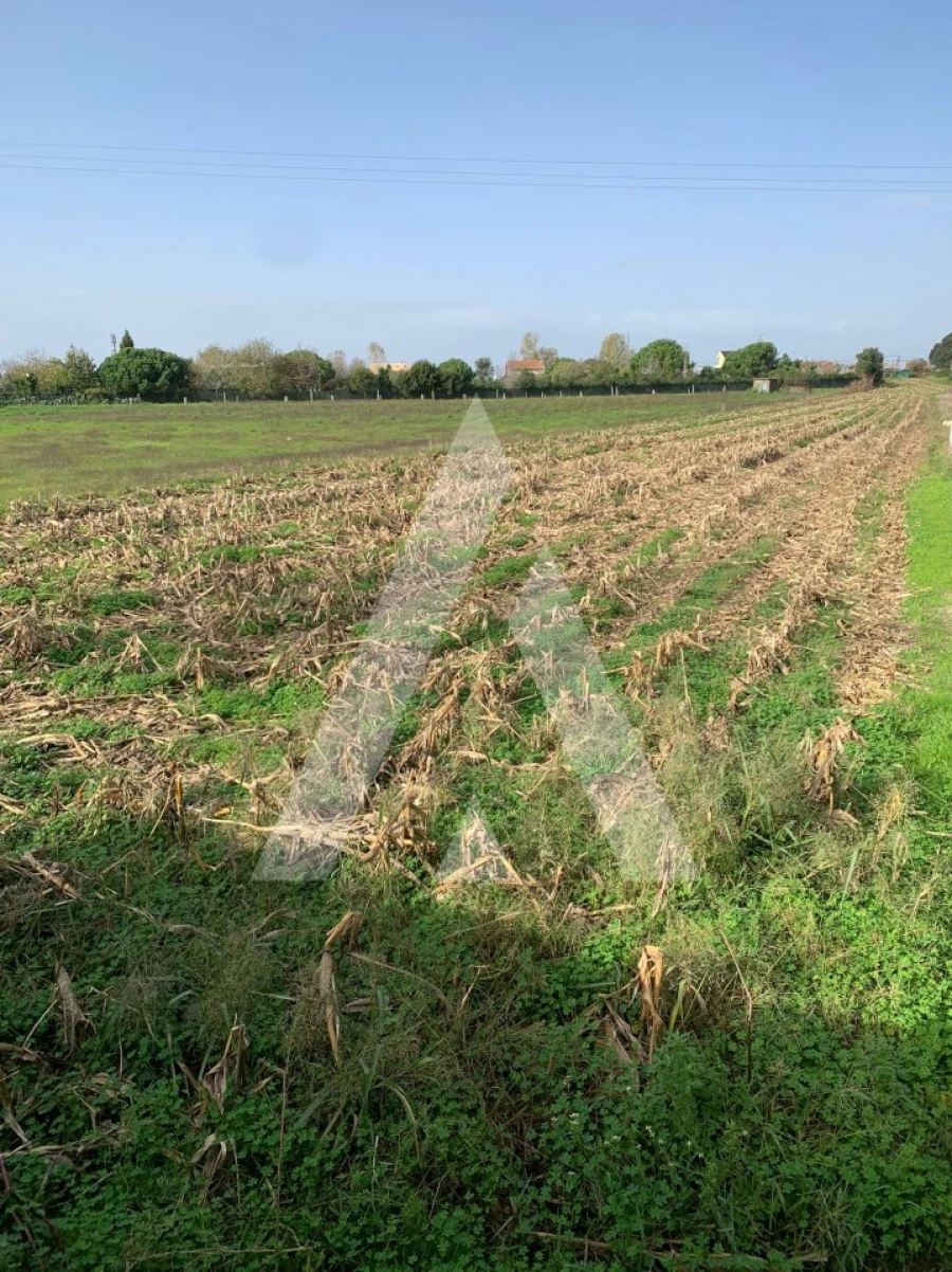 Terreno para Venda em Santa Joana Foto 2