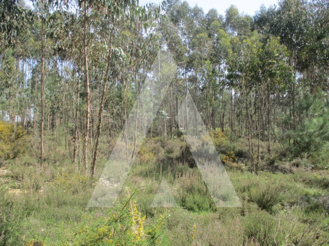 Terreno para Venda em Bustos, Troviscal e Mamarrosa Foto 4