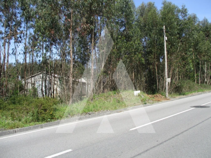 Terreno para Venda em Bustos, Troviscal e Mamarrosa Foto 5