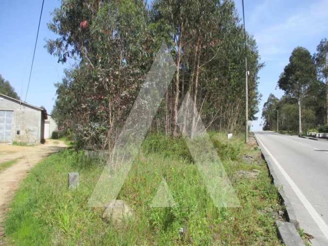 Terreno para Venda em Bustos, Troviscal e Mamarrosa Foto 8