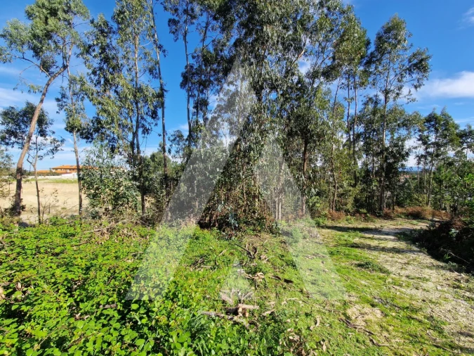 Terreno para Venda em Oliveirinha