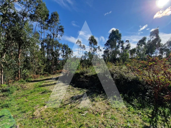 Terreno para Venda em Oliveirinha Foto 3