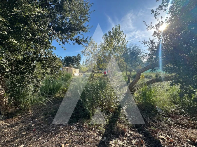 Terreno para Venda em Oliveira do Bairro Foto 2