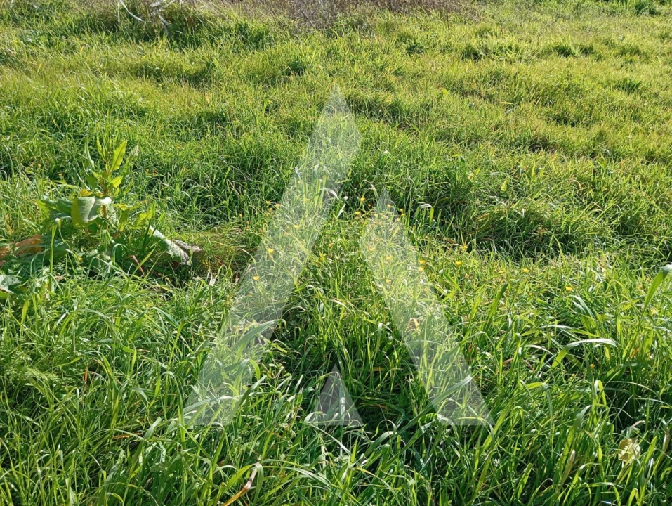 Terreno para Venda em Oiã Foto 12