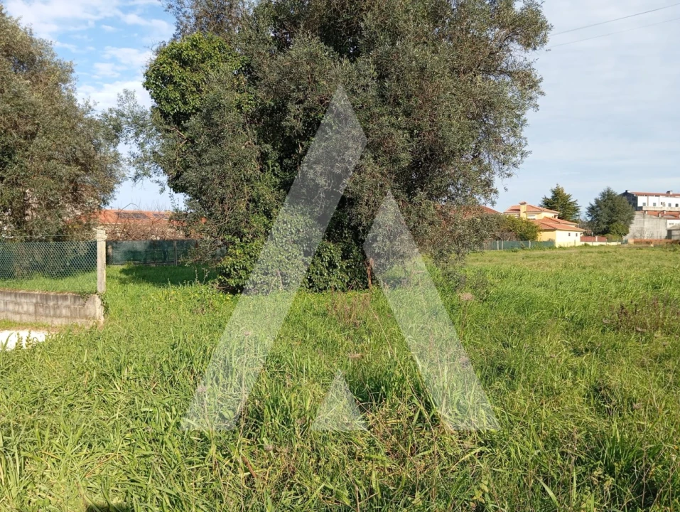 Terreno para Venda em Oiã Foto 14