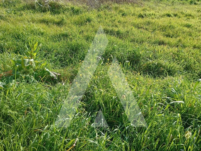 Terreno para Venda em Oiã Foto 12