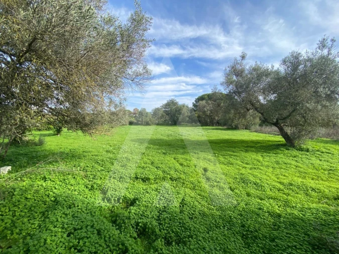 Terreno para Venda em Almancil Foto 3
