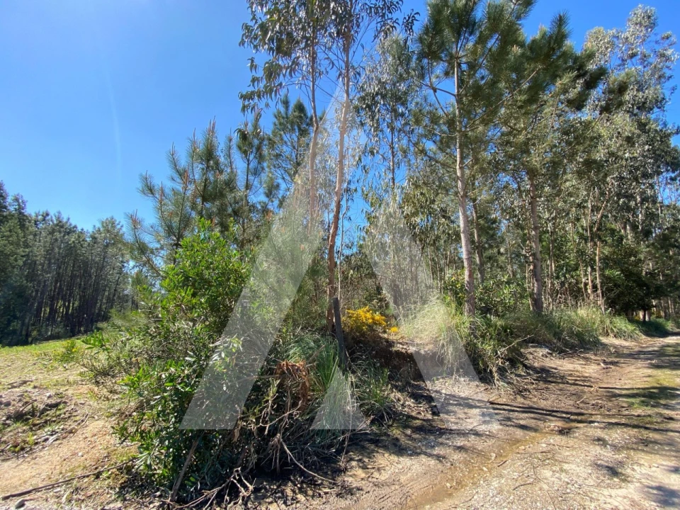 Terreno para Venda em Oliveirinha Foto 3