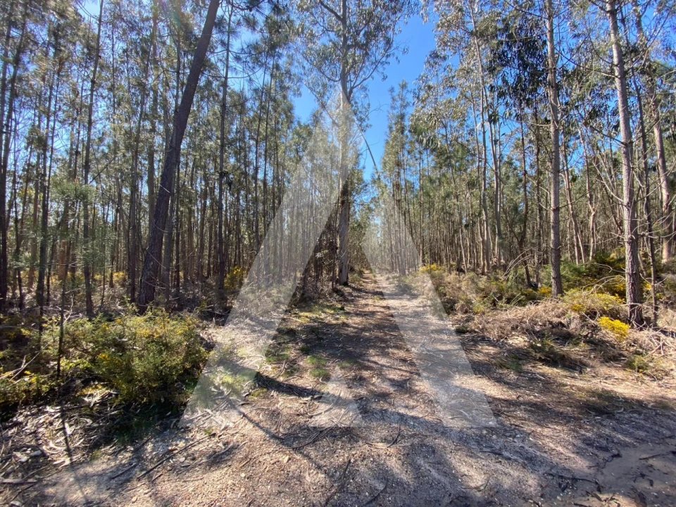 Terreno para Venda em Oliveirinha Foto 4