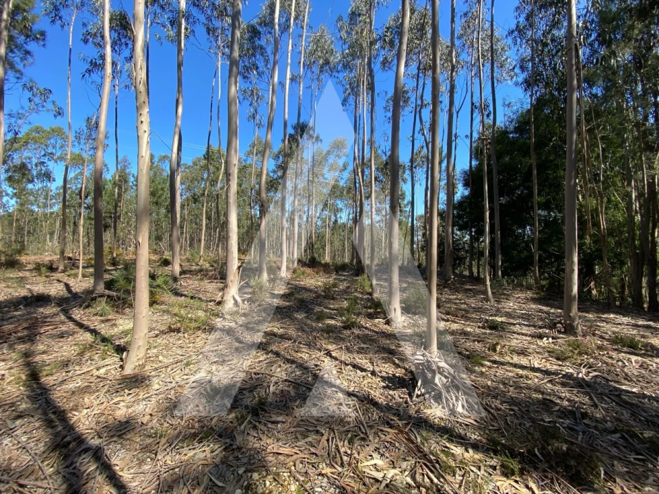 Terreno para Venda em Oliveirinha Foto 6