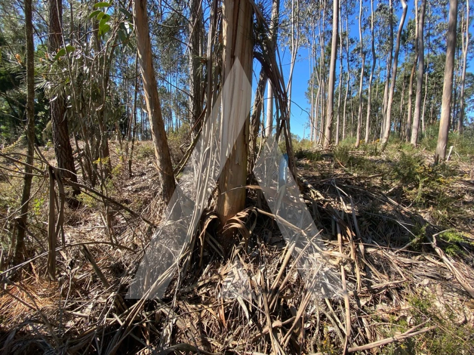 Terreno para Venda em Oliveirinha Foto 7
