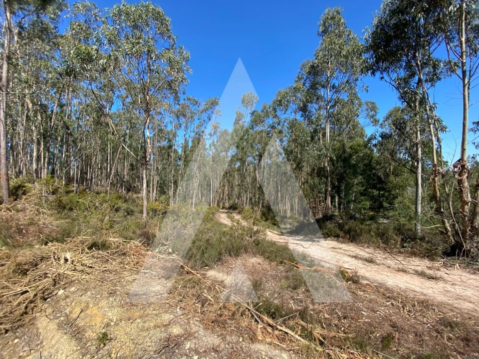 Terreno para Venda em Oliveirinha Foto 10