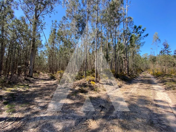 Terreno para Venda em Oliveirinha
