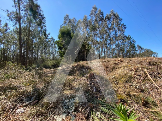 Terreno para Venda em Oliveirinha Foto 5