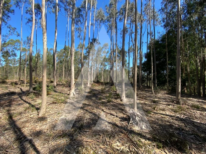 Terreno para Venda em Oliveirinha Foto 6