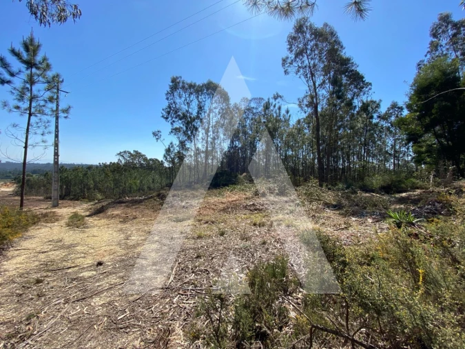Terreno para Venda em Oliveirinha Foto 8