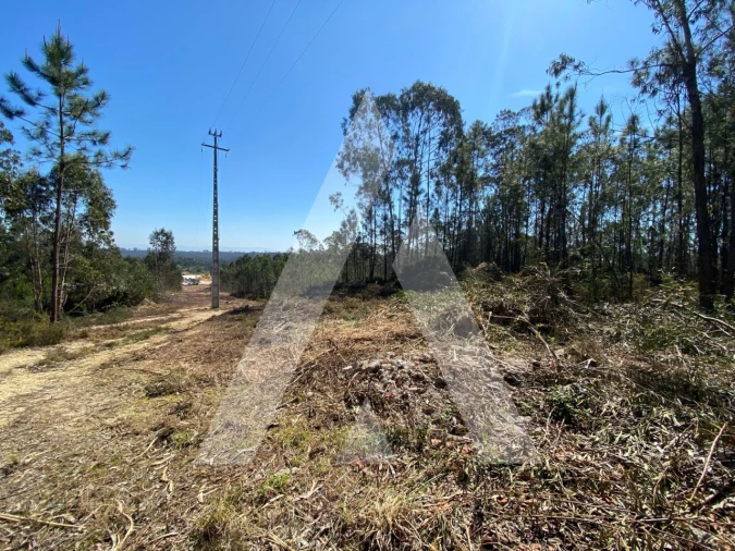 Terreno para Venda em Oliveirinha Foto 9