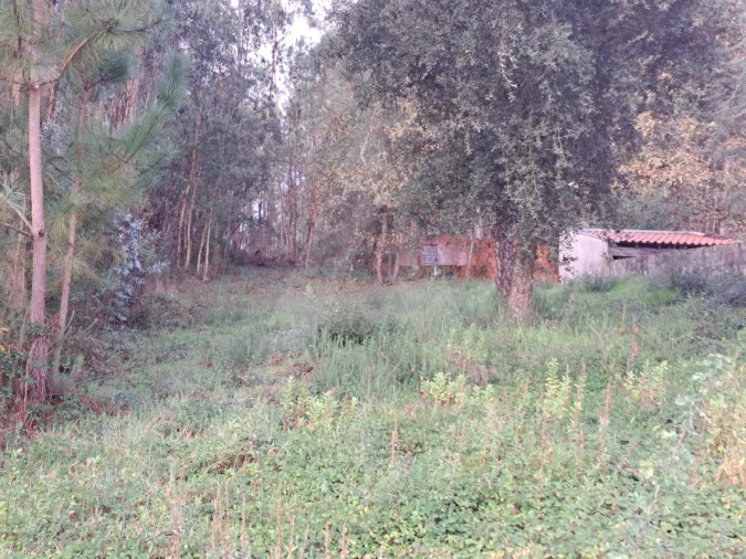 Terreno para Venda em Fermentelos Foto 3
