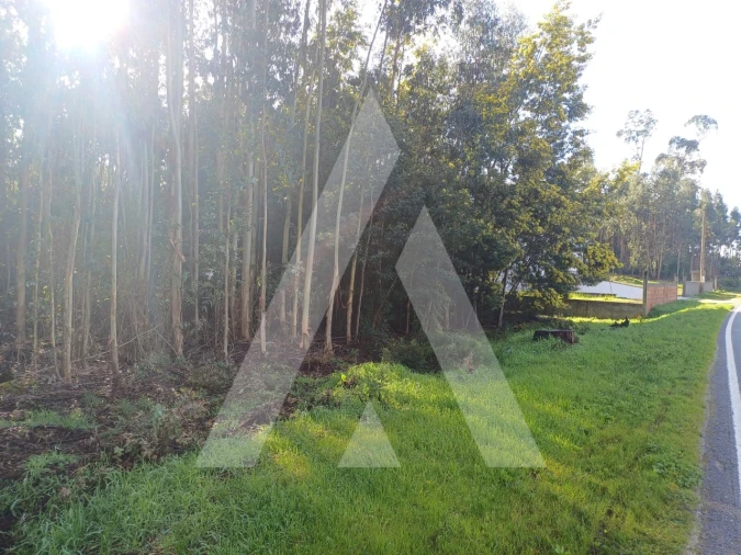 Terreno para Venda em Santa Comba Dão e Couto do Mosteiro Foto 4