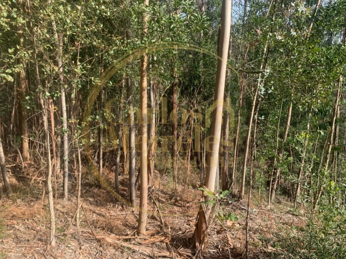 Terreno para Venda em Dossãos Foto 3
