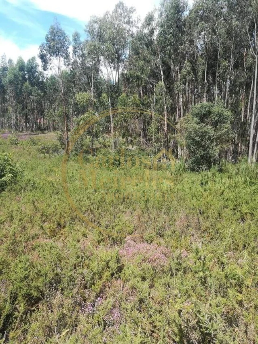 Terreno para Venda em Oleiros Foto 1