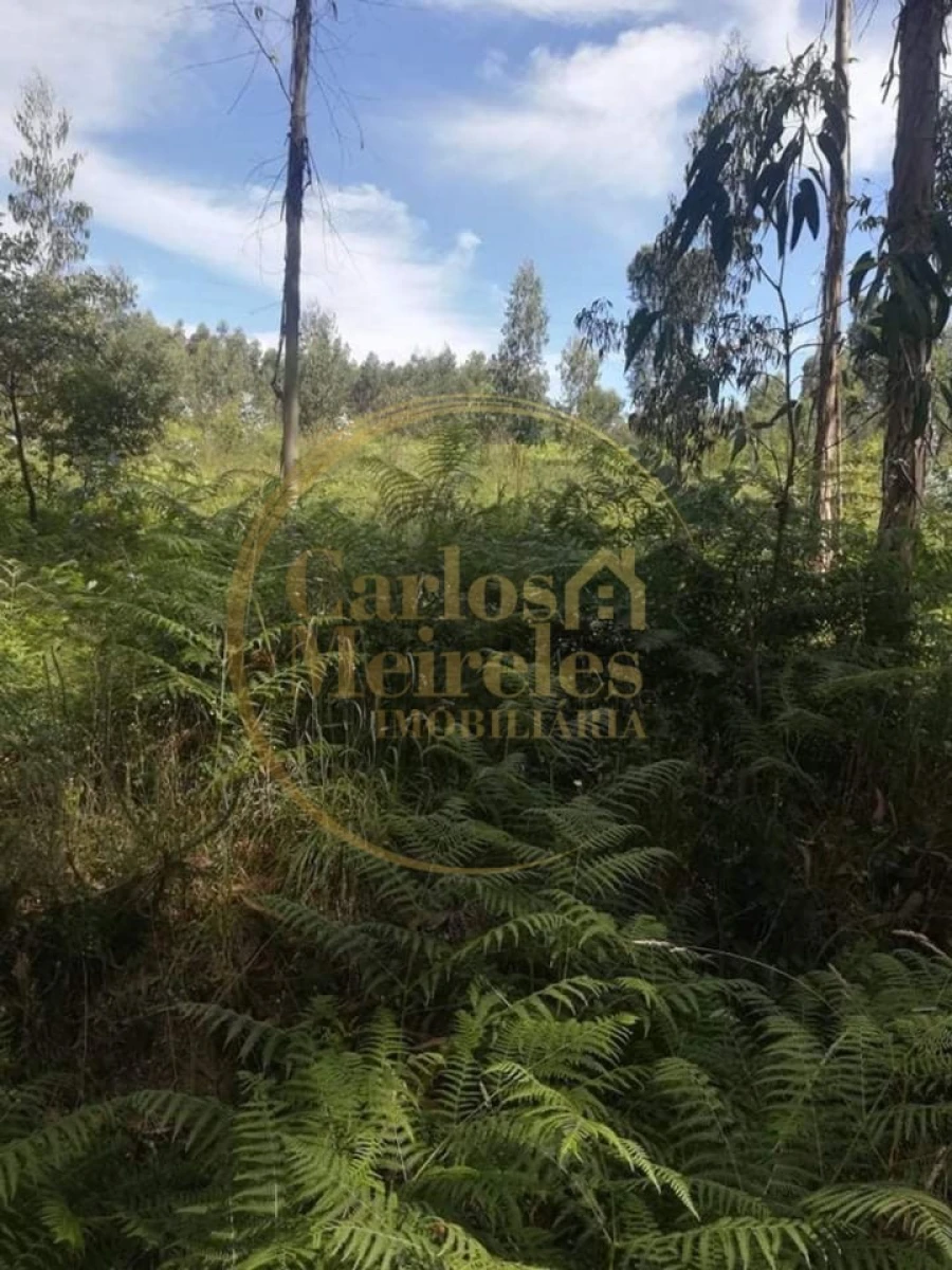 Terreno para Venda em Oleiros Foto 3