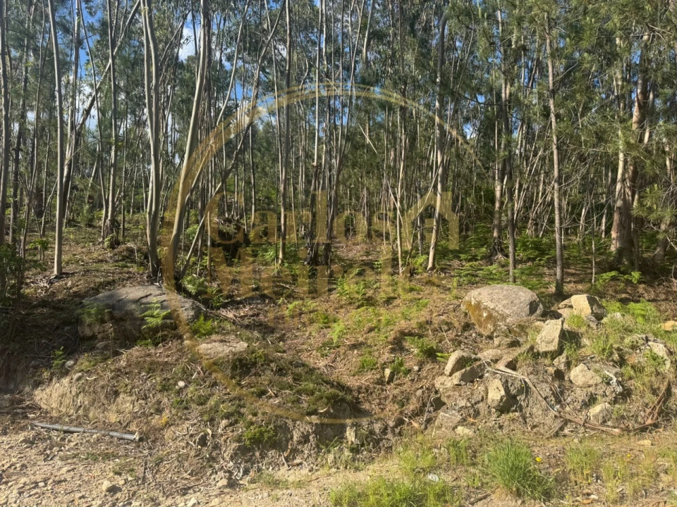 Terreno para Venda em Pico de Regalados, Gondiães e Mós Foto 3