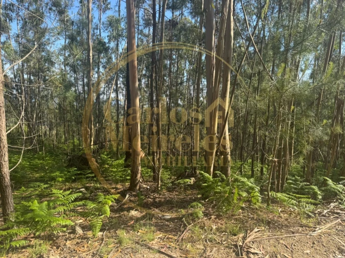 Terreno para Venda em Pico de Regalados, Gondiães e Mós Foto 4