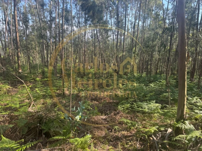 Terreno para Venda em Pico de Regalados, Gondiães e Mós Foto 5