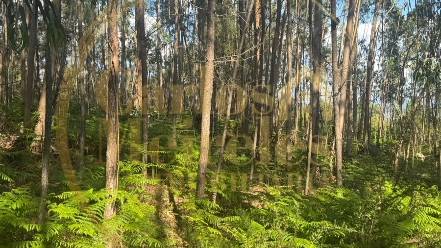 Terreno para Venda em Pico de Regalados, Gondiães e Mós