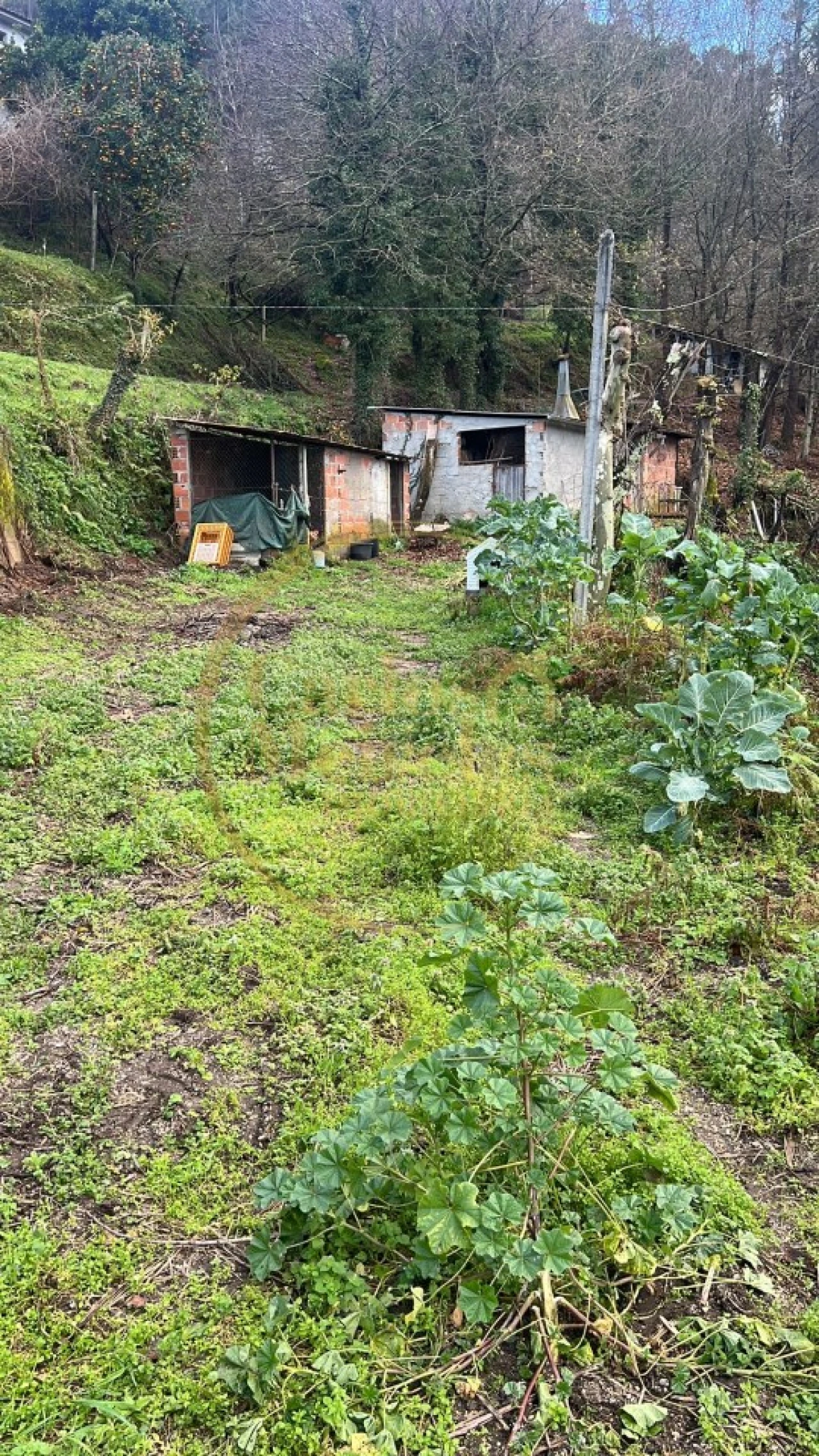 Terreno para Venda em Campo do Geres Foto 16