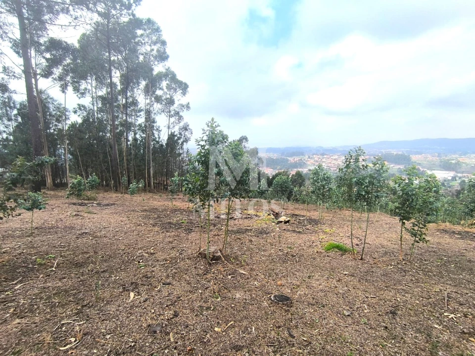 Terreno para Venda em Durrães e Tregosa Foto 3