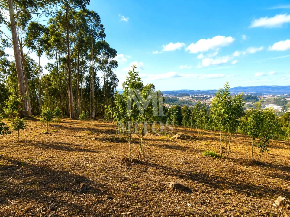 Terreno para Venda em Durrães e Tregosa Foto 6