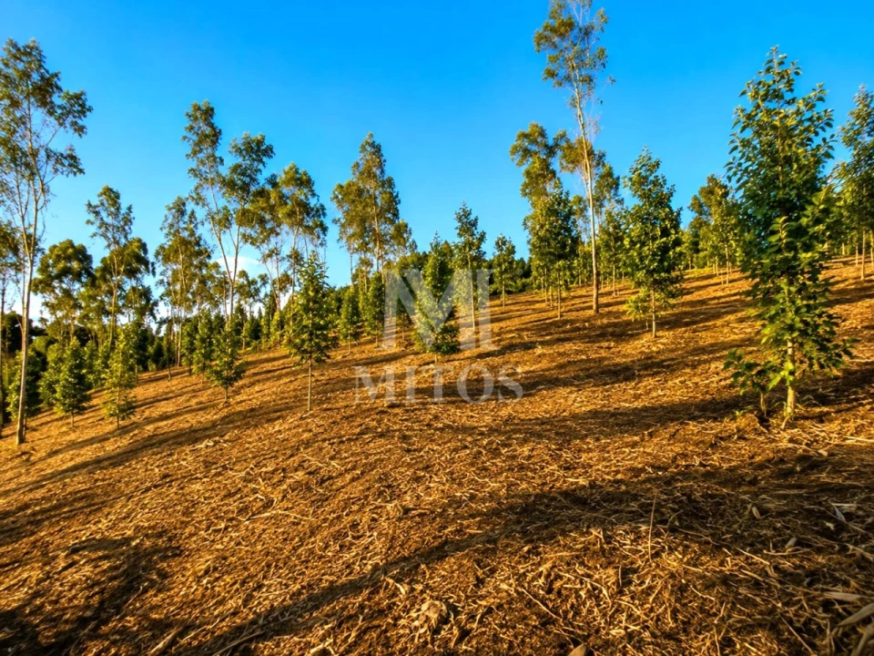 Terreno para Venda em Durrães e Tregosa Foto 8
