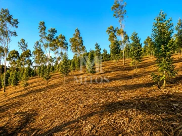 Terreno para Venda em Durrães e Tregosa