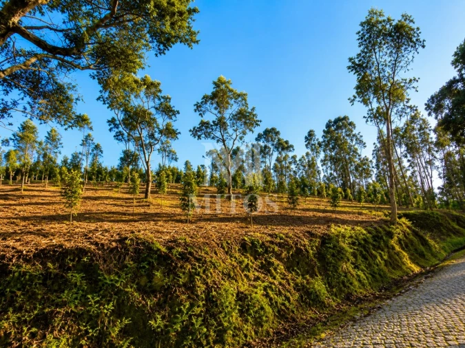 Terreno para Venda em Durrães e Tregosa Foto 4