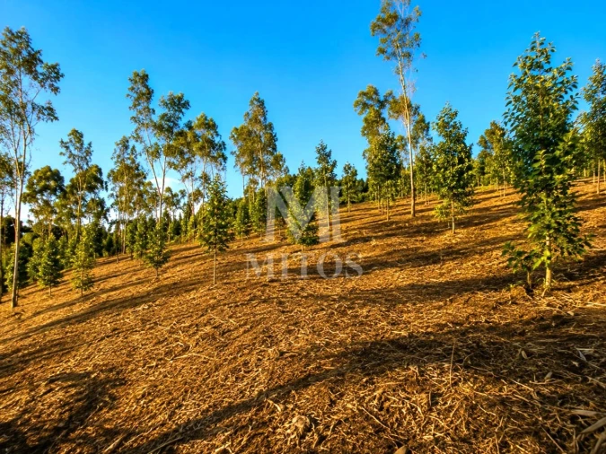Terreno para Venda em Durrães e Tregosa Foto 8