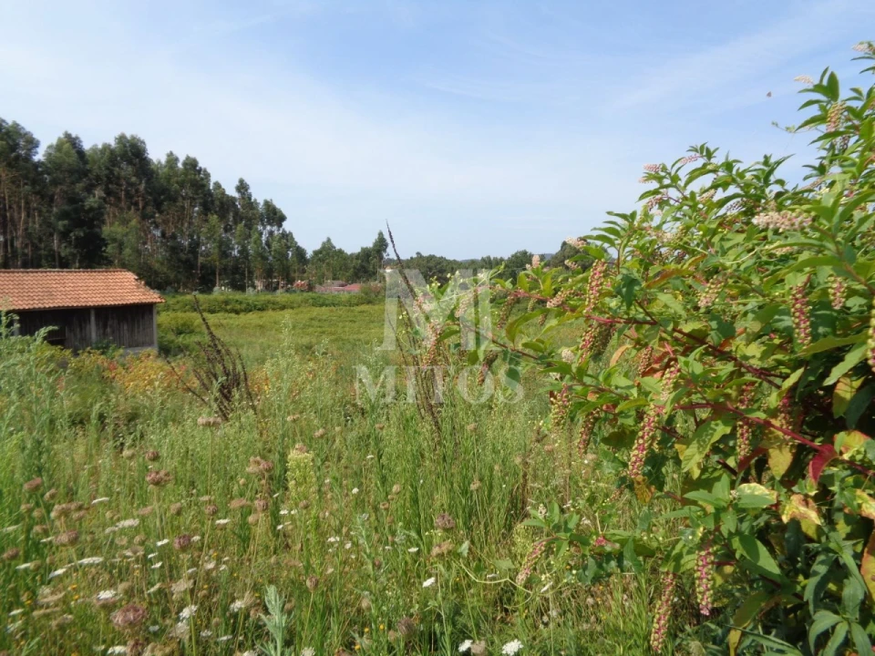 Terreno para Venda em Mujães Foto 2