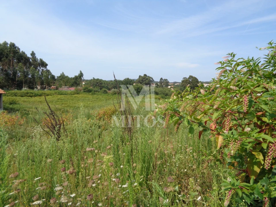 Terreno para Venda em Mujães Foto 5