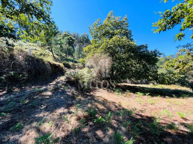Terreno para Venda em Navió e Vitorino dos Piães Foto 7