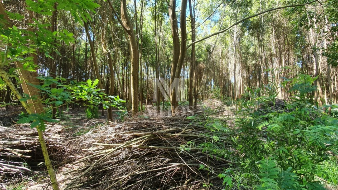 Terreno para Venda em Moledo e Cristelo Foto 2
