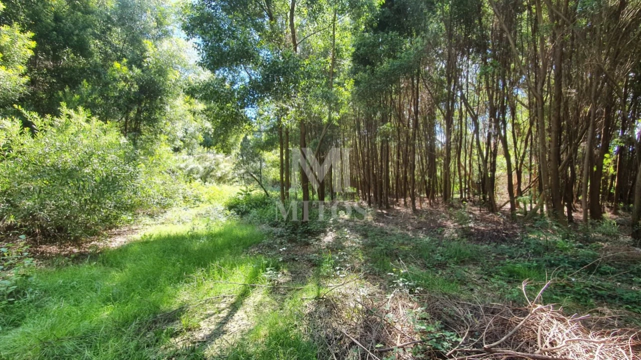 Terreno para Venda em Moledo e Cristelo Foto 3