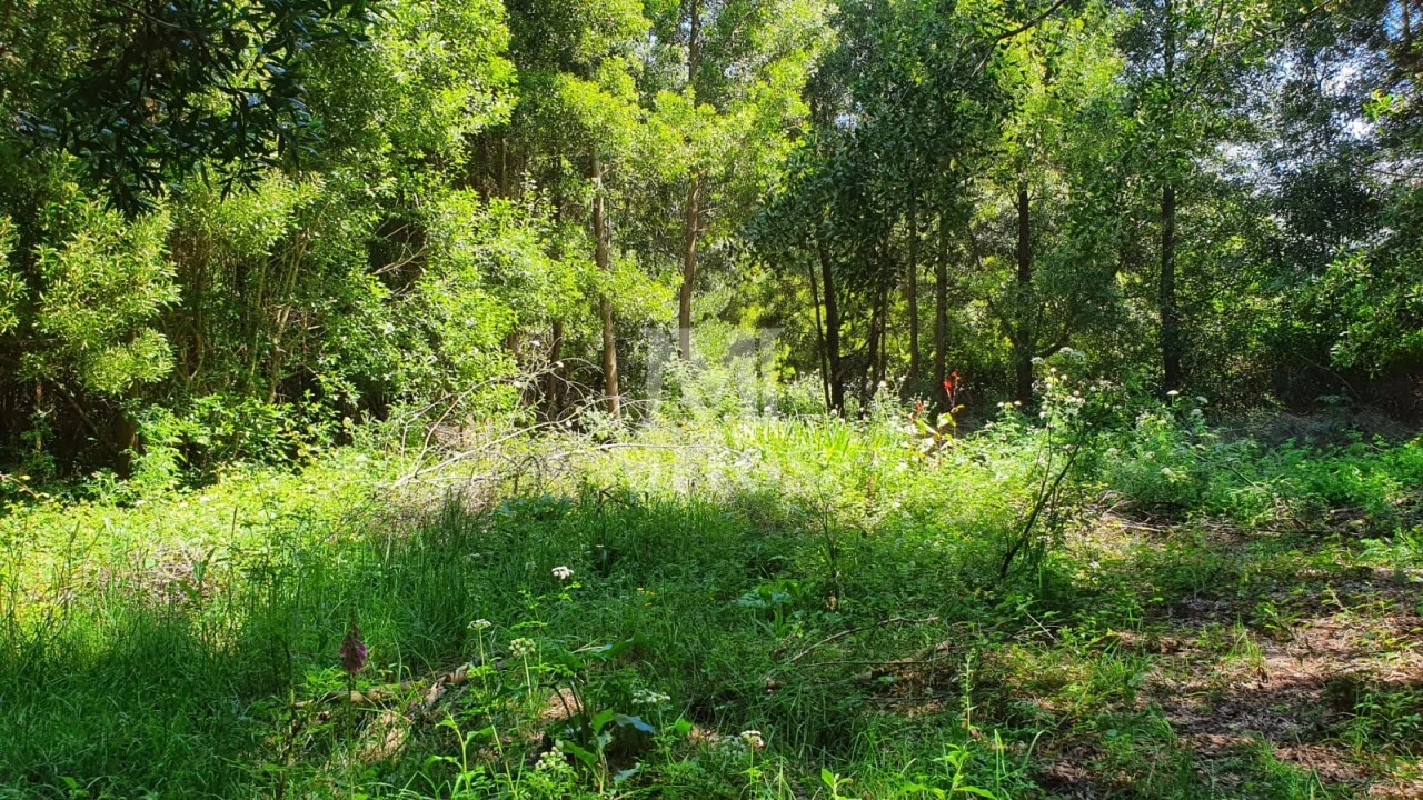 Terreno para Venda em Moledo e Cristelo Foto 8